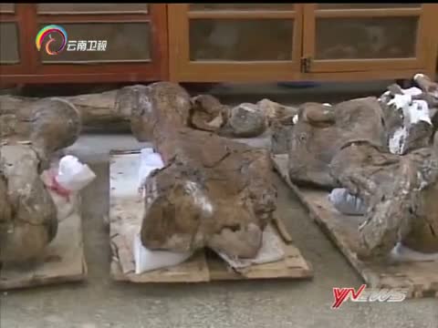 [云南新闻联播]昭通发现最早的中华乳齿象化石_改写中华乳齿象起源和迁移史.jpg
