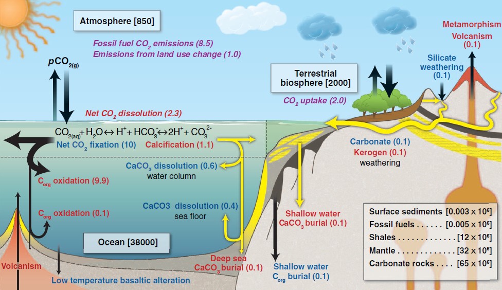 【前沿报道】nature geoscience:生物钙化作用对海洋酸化事件的响应与